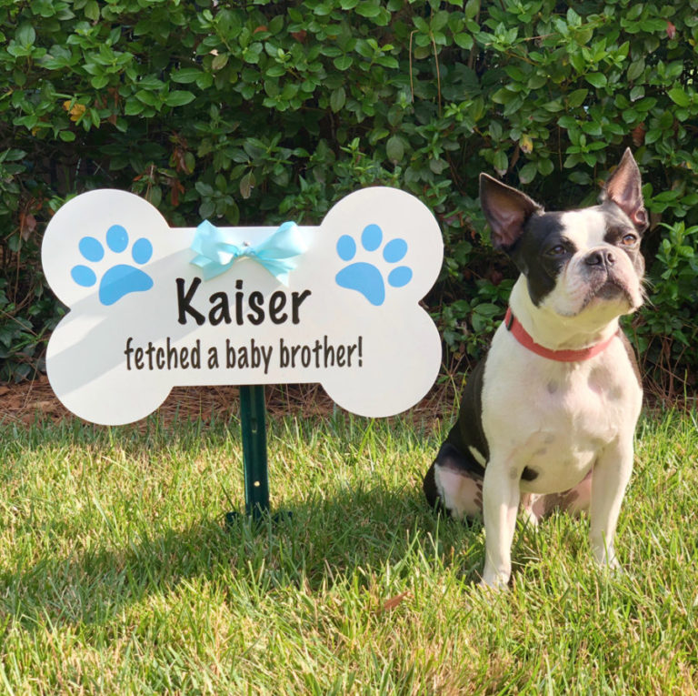 Blue Dog Bone Sign, Birth Announcement Stork front yard Sign Rental in Shenandoah Valley, VA