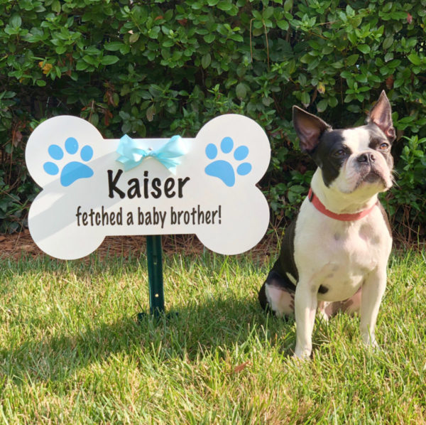 Blue Dog Bone Sign, Birth Announcement Stork front yard Sign Rental in Shenandoah Valley, VA